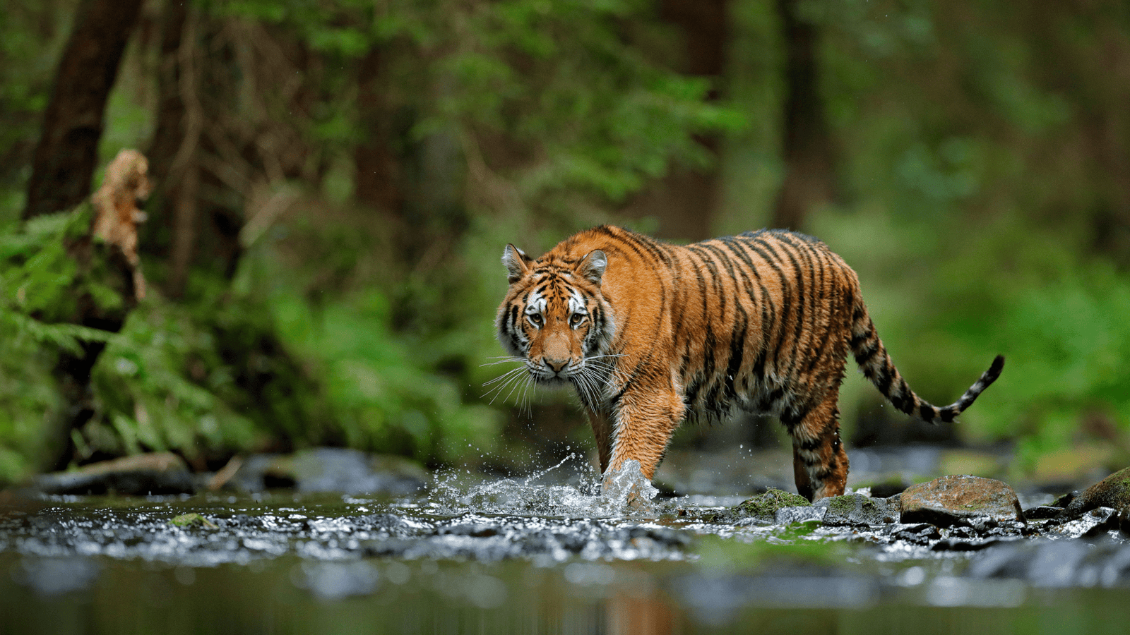 tiger